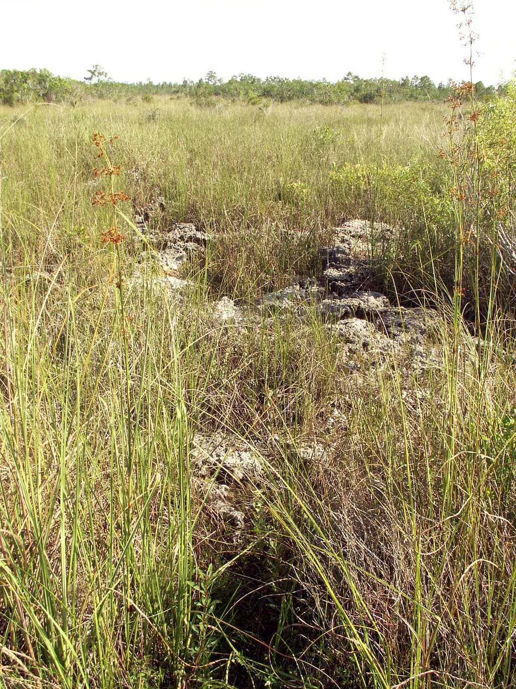 The Florida Everglades