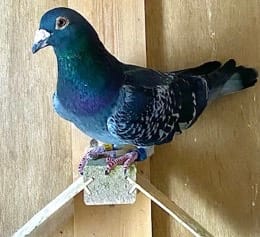 A homing pigeon