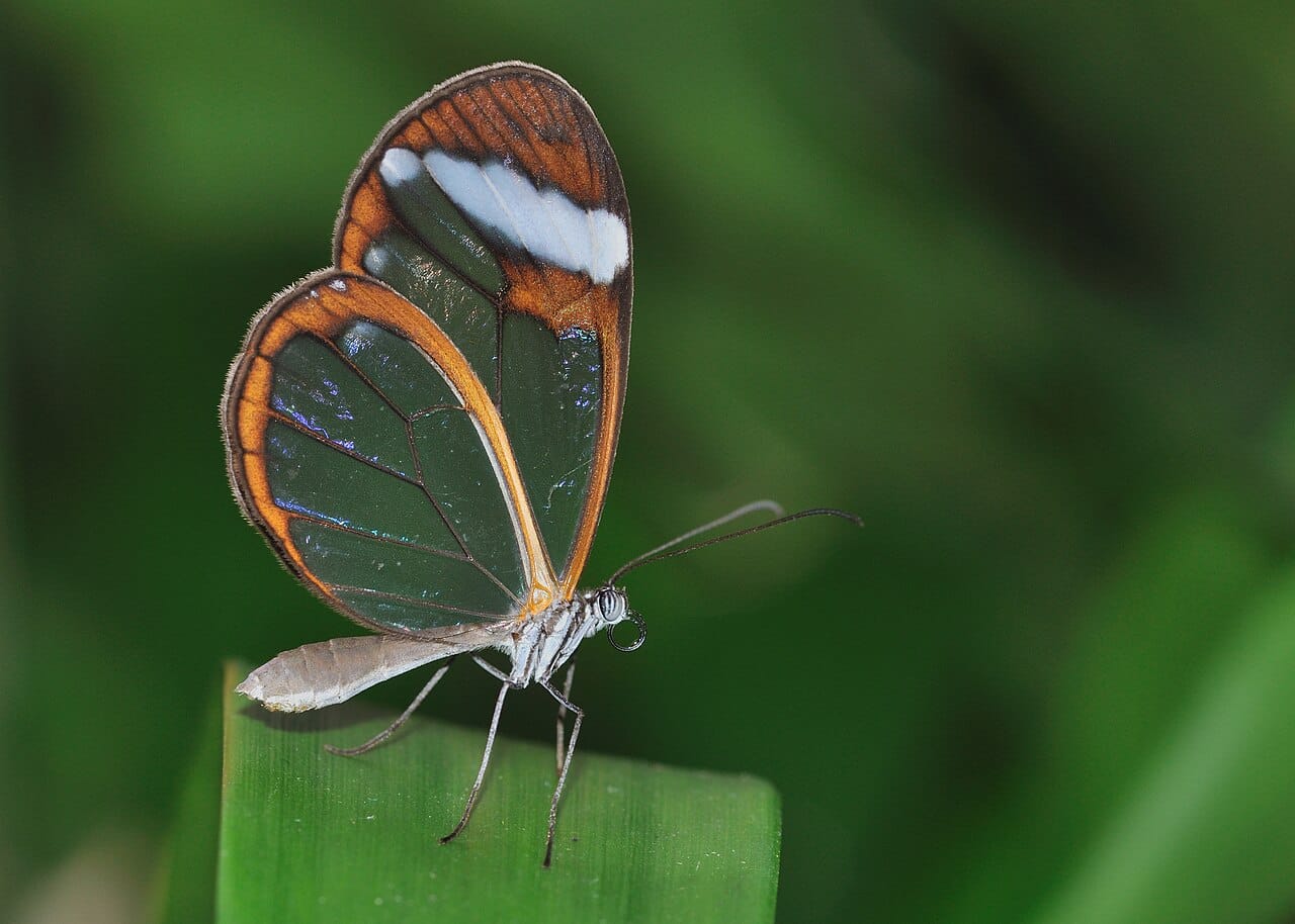 Glasswing butterfly with transparent wings