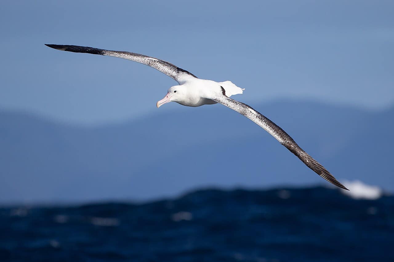 Southern Royal Albatross at full wingspan in level glide