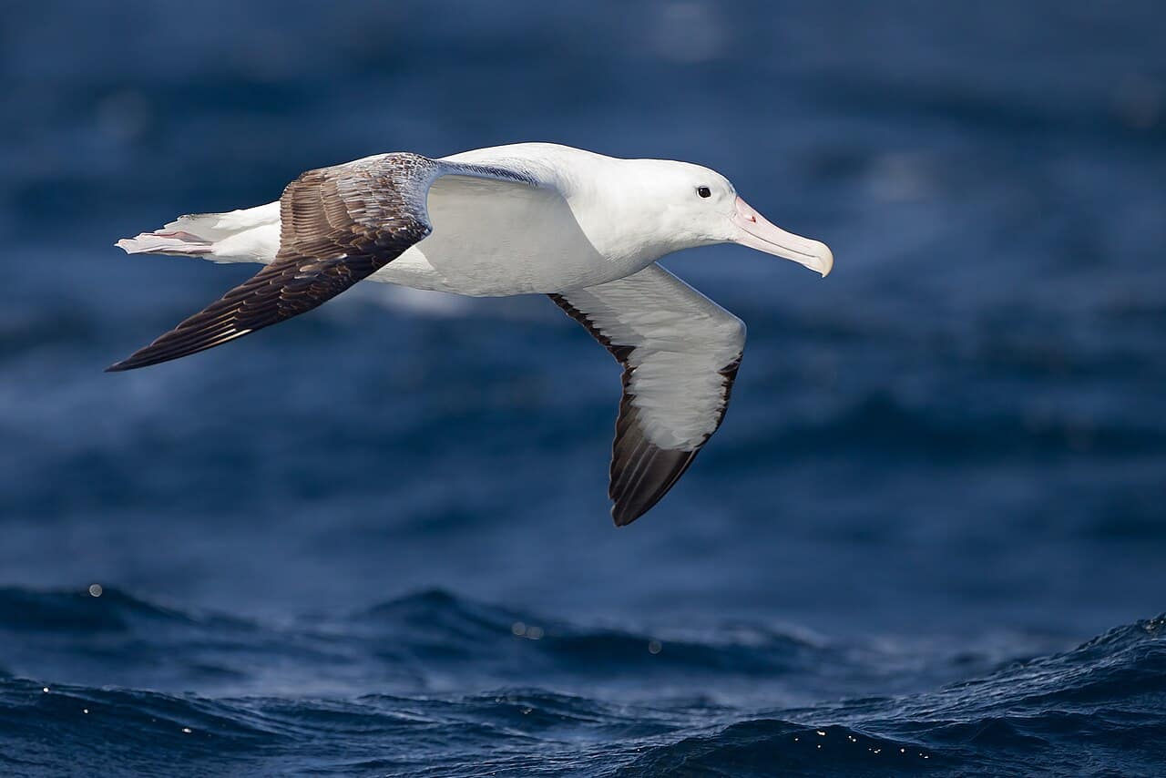 Royal Albatross from above