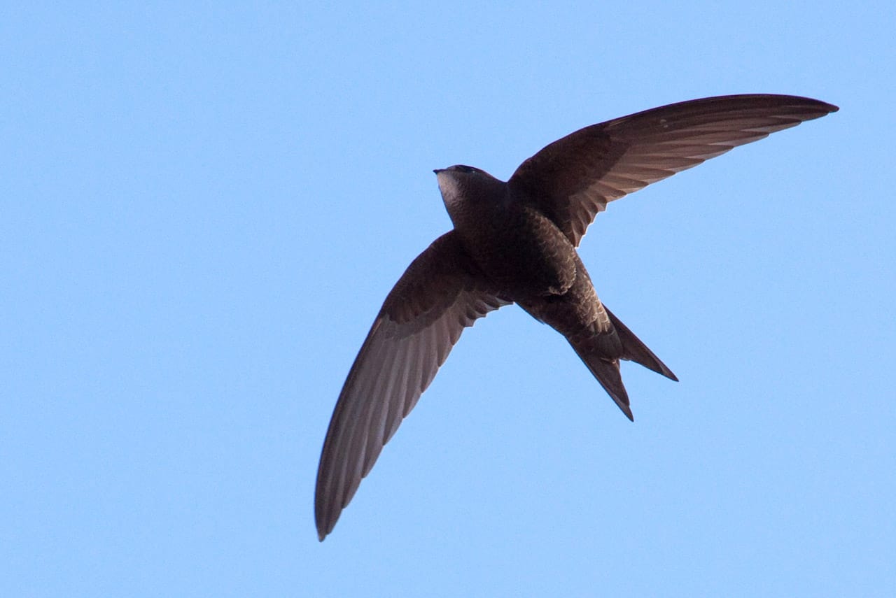 Common Swift Barcelona