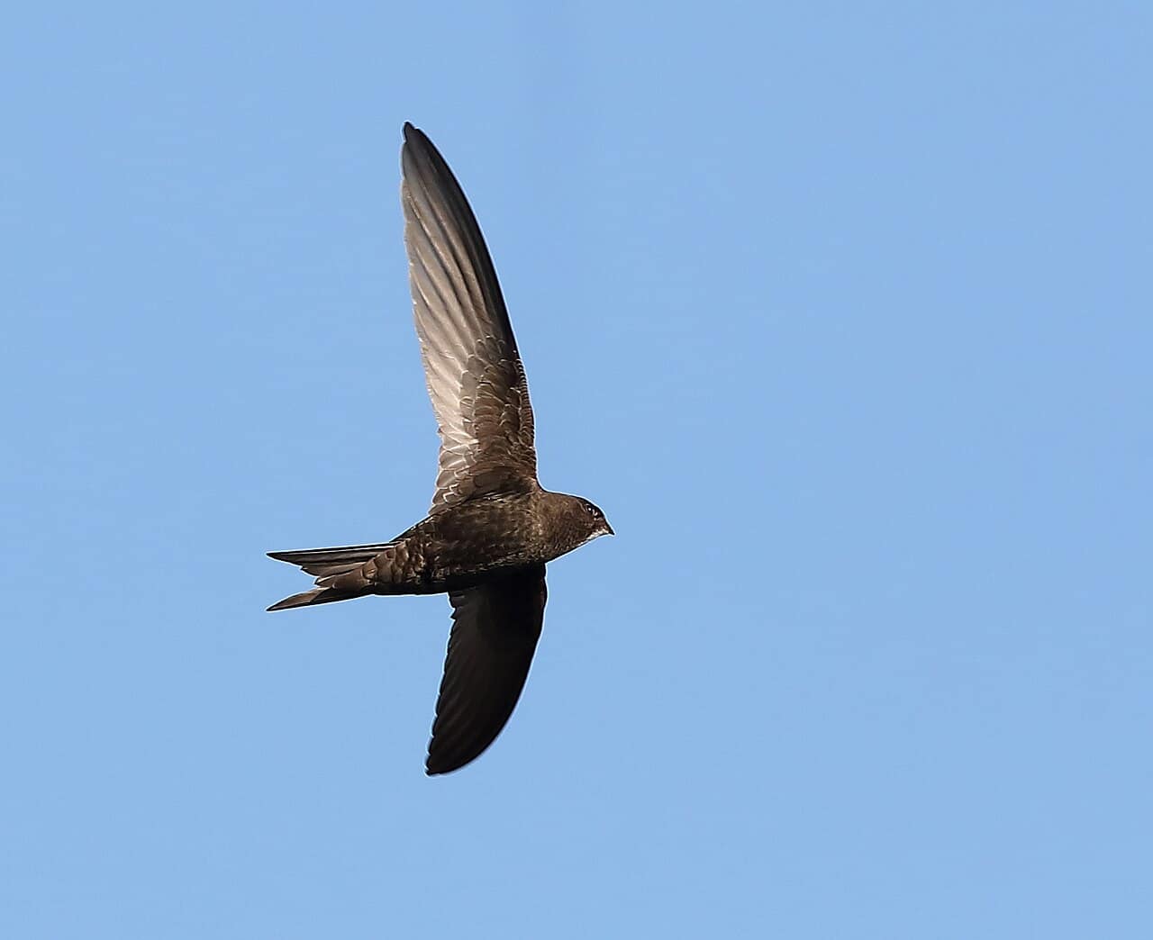 Common Swift side profile