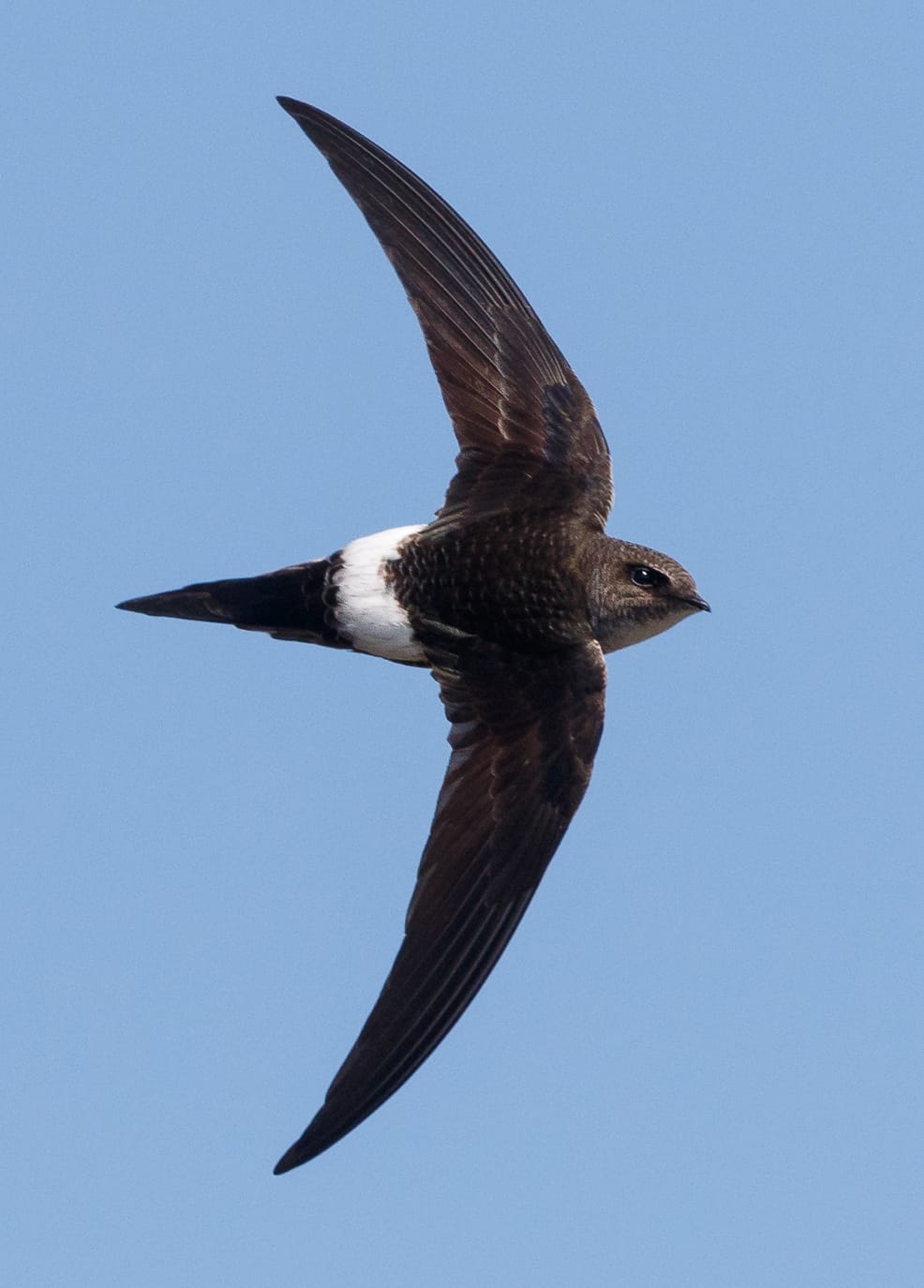 Pacific Swift Apus pacificus