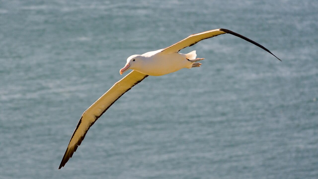 Royal Albatross soaring