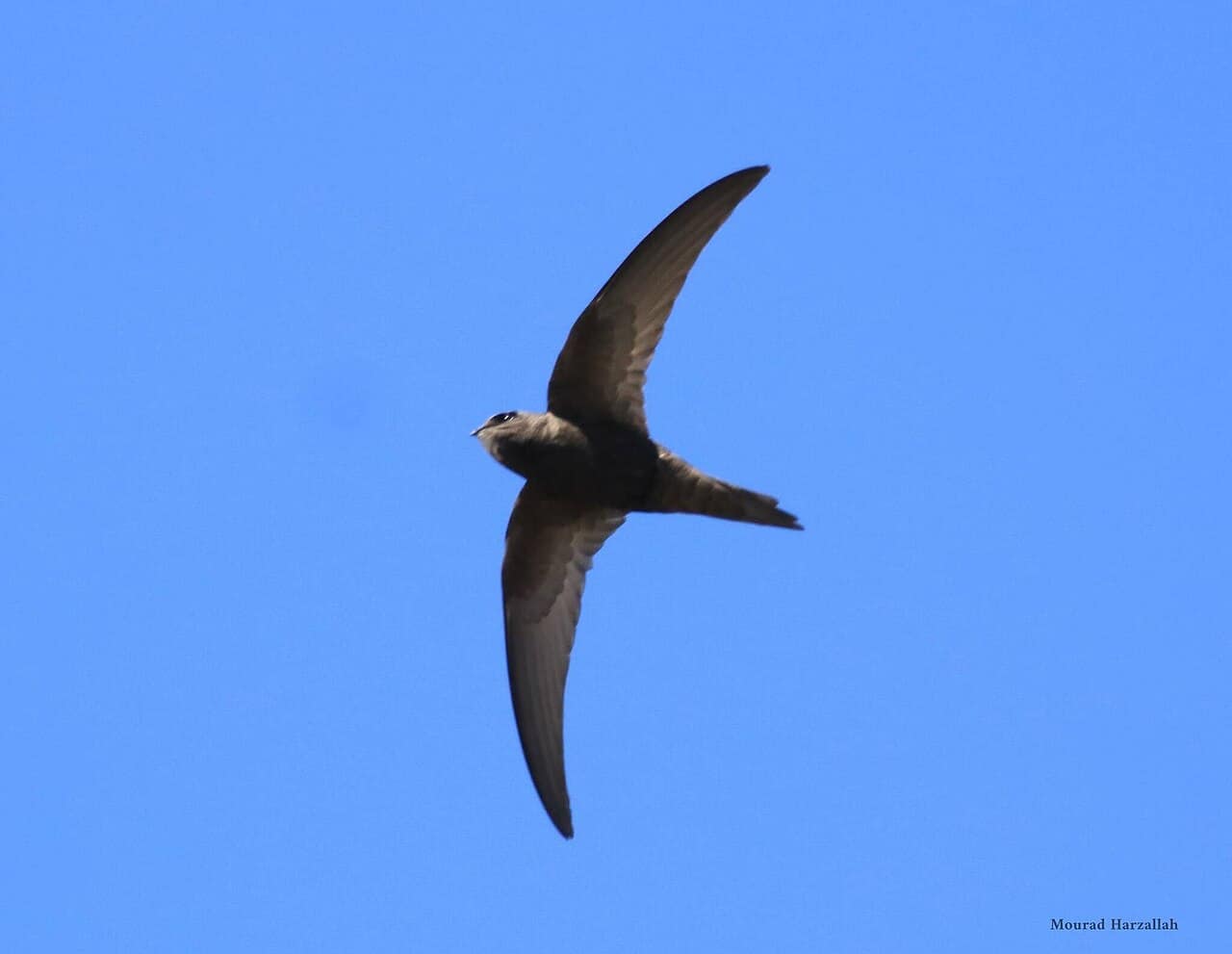 Common Swift in side profile against blue sky with sickle wings fully spread