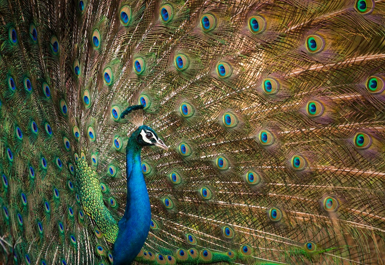 Indian peacock with iridescent wing feathers
