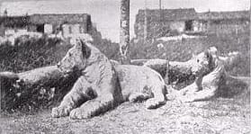 Whiskey and Soda, the lion mascots