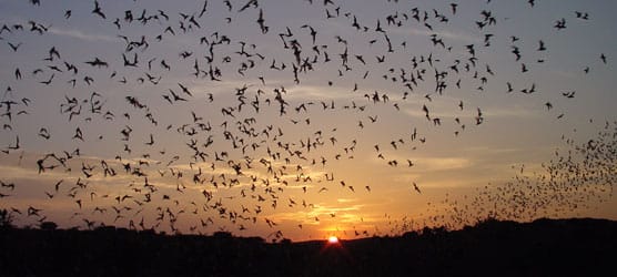 Mexican free-tailed bats streaming out of Carlsbad Caverns