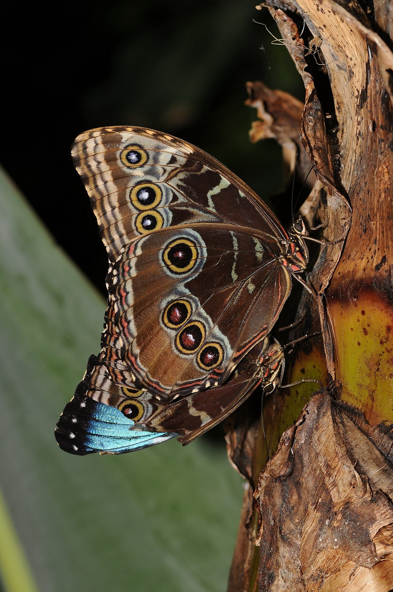 Blue Morpho butterfly with iridescent metallic blue wings