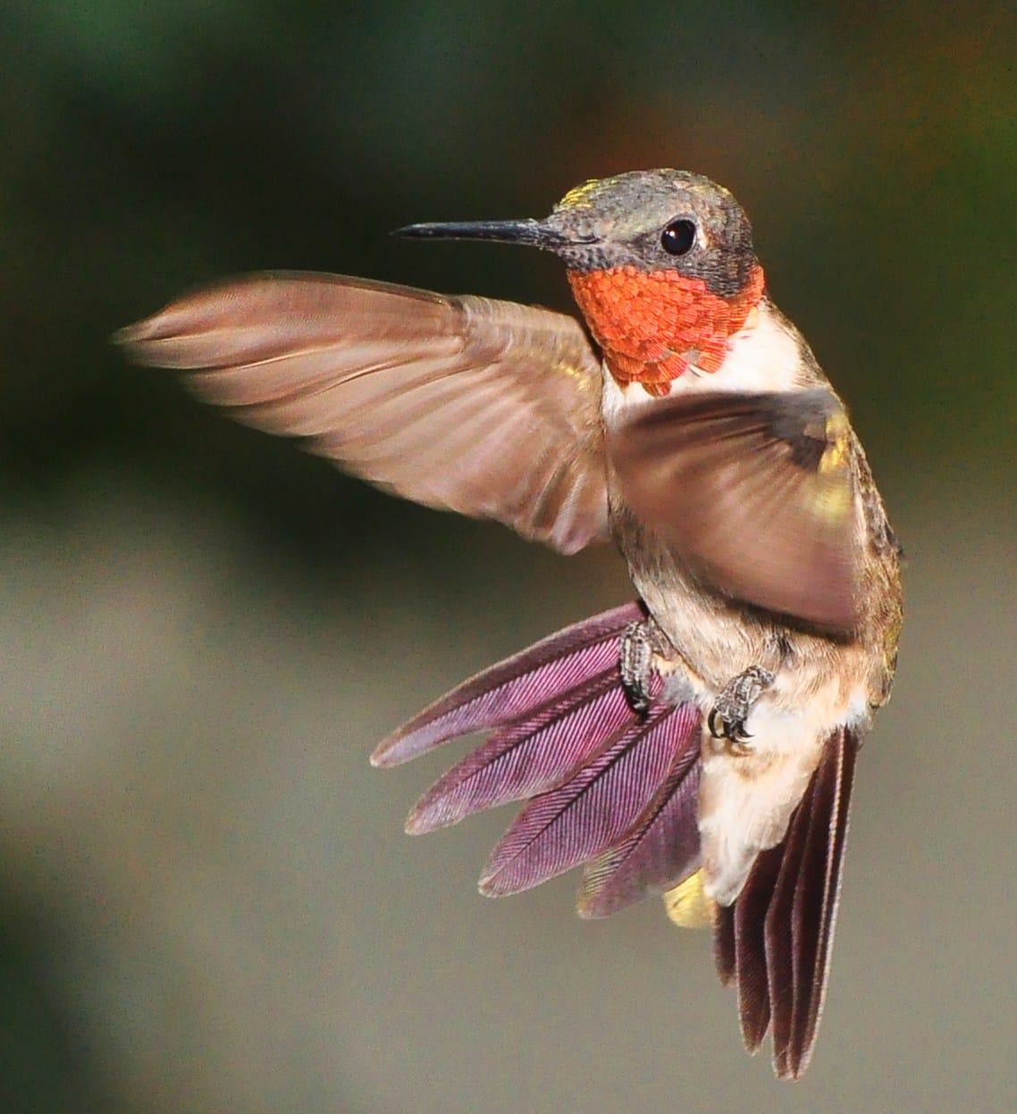 Ruby-throated Hummingbird in flight with wings extended